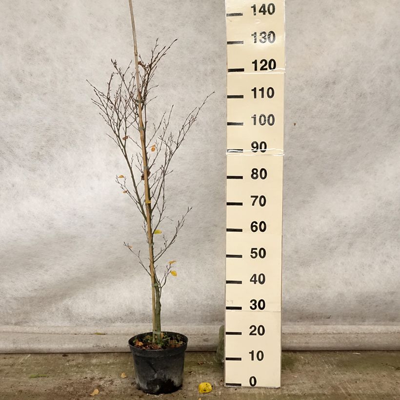 Example of Rotbuche Rotundifolia - Fagus sylvatica Topf mit 4L/5L as you get in automne