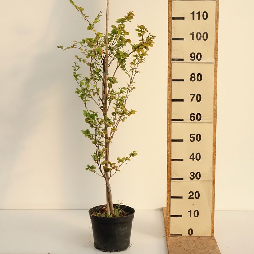 Exemplar von Rotbuche Rotundifolia - Fagus sylvatica Topf mit 4L/5L wie im Sommer geliefert