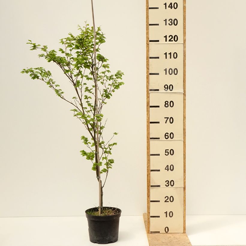 Exemplar von Rotbuche Rotundifolia - Fagus sylvatica Topf mit 4L/5L wie im Frühjahr geliefert