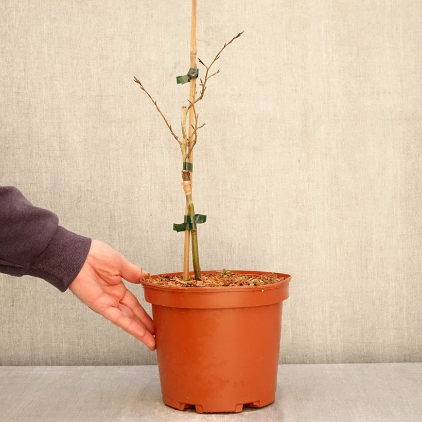 Exemplar von Rotbuche Sandrode - Fagus sylvatica Topf mit 4L/5L wie im Frühjahr geliefert