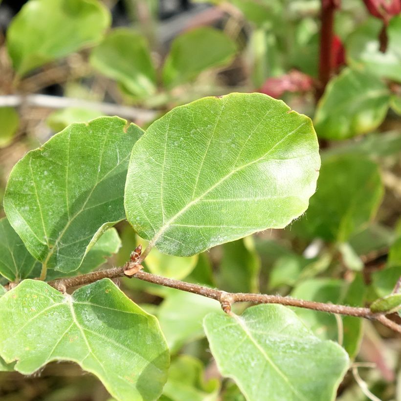 Rotbuche Skrzat - Fagus sylvatica (Foliage)