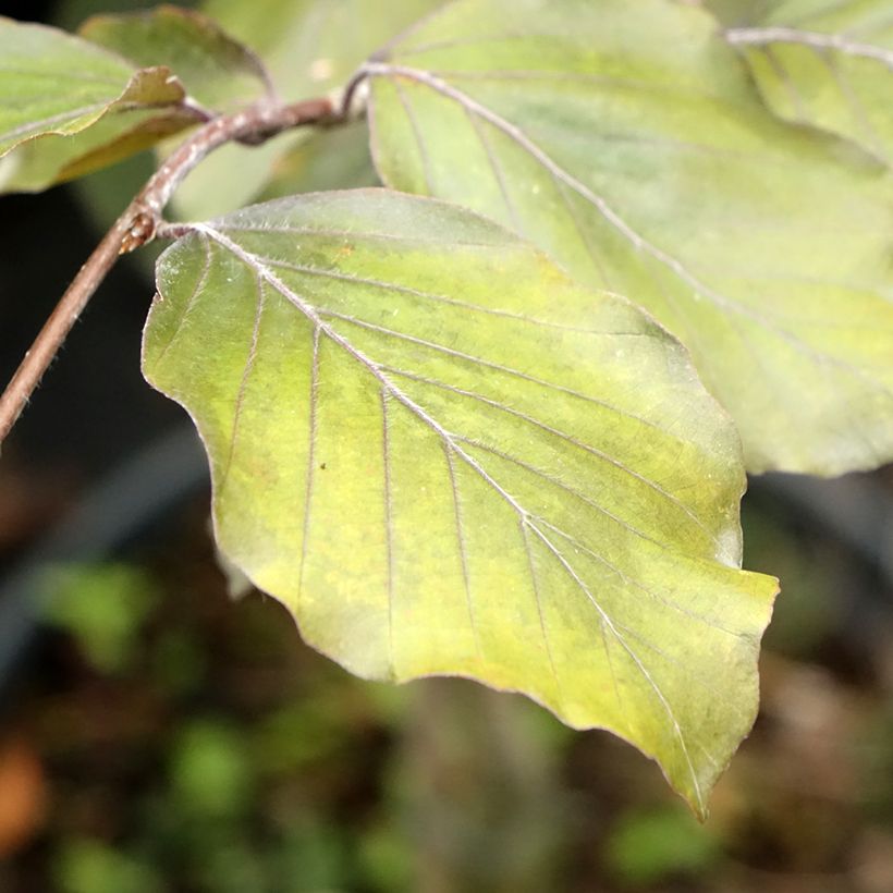 Rotbuche Swat Magret - Fagus sylvatica (Foliage)
