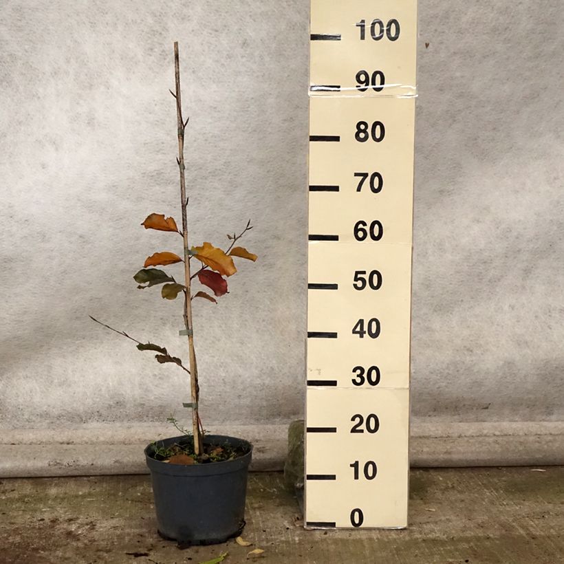 Example of Rotbuche Swat Magret - Fagus sylvatica Topf mit 4L/5L as you get in automne