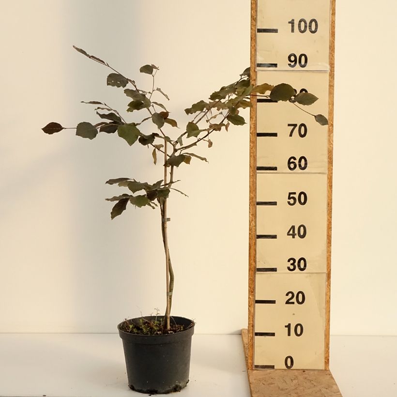 Exemplar von Rotbuche Swat Magret - Fagus sylvatica Topf mit 4L/5L wie im Sommer geliefert