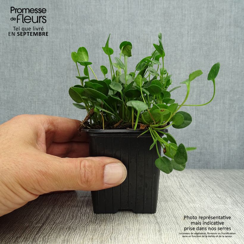 Example of Falkia repens Kleine Töpfe von 8/9 cm as you get in automne