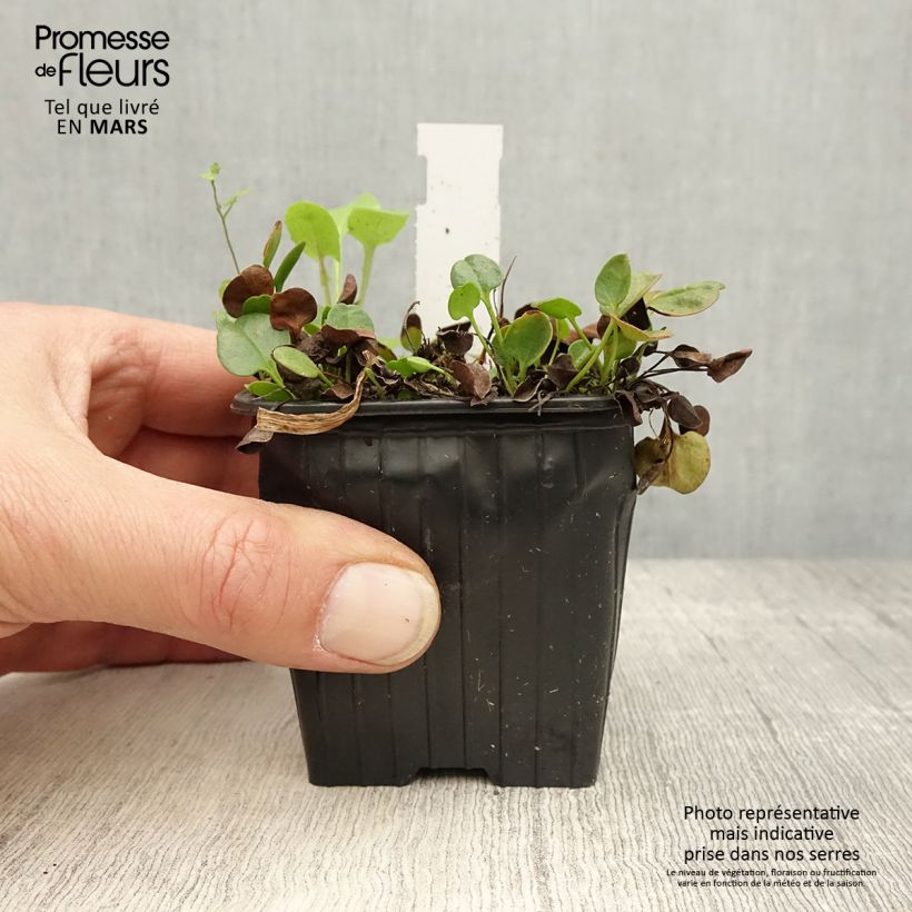 Exemplar von Falkia repens Kleine Töpfe von 8/9 cm wie im Frühjahr geliefert