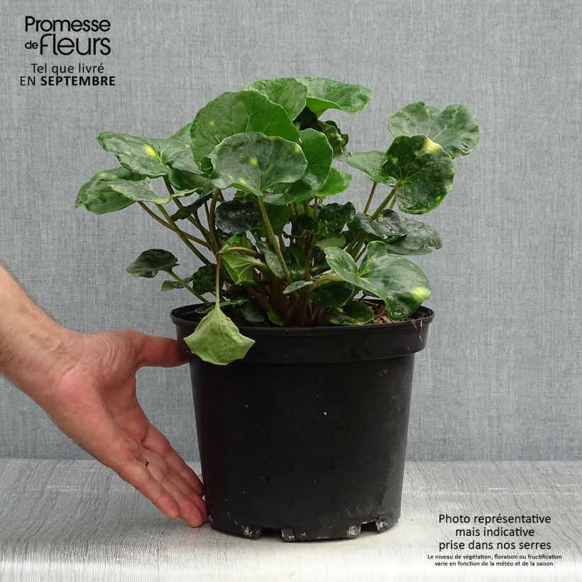 Example of Farfugium japonicum Aureomaculatum - Japanischer Scheingoldkolben Topf mit 3L/4L as you get in automne