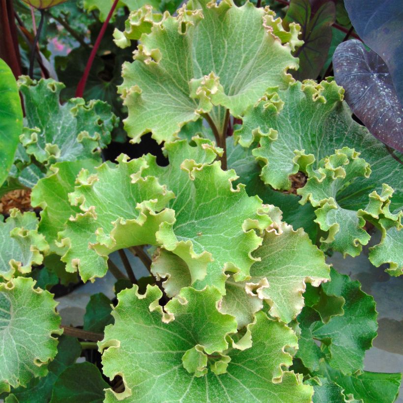 Farfugium japonicum Crispata - Japanischer Scheingoldkolben (Foliage)