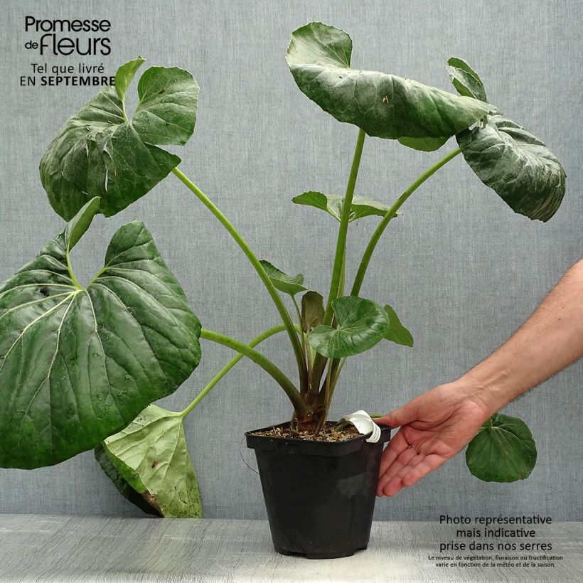 Example of Farfugium japonicum Gigantea - Japanischer Scheingoldkolben Topf mit 3L/4L as you get in automne