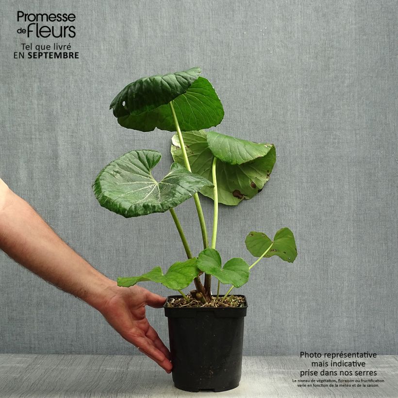 Example of Farfugium japonicum - Japanischer Scheingoldkolben Topf mit 3L/4L as you get in automne