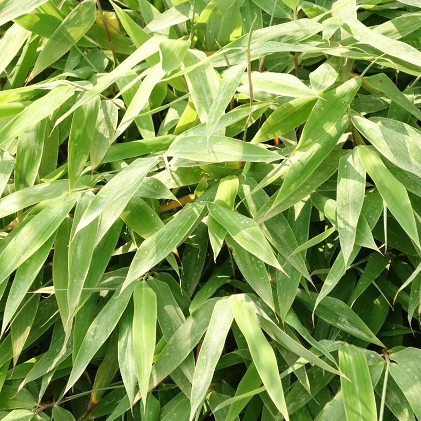 Fargesia Moontears - Bambus (Foliage)