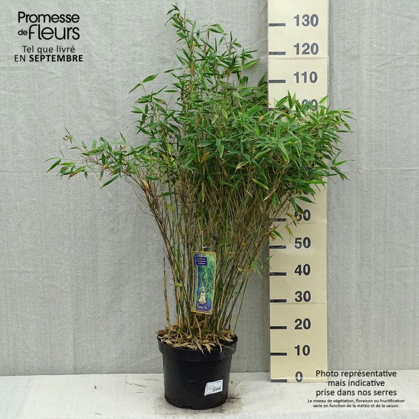 Example of Fargesia murielae Dino - Bambus Topf mit 7,5L/10L as you get in automne