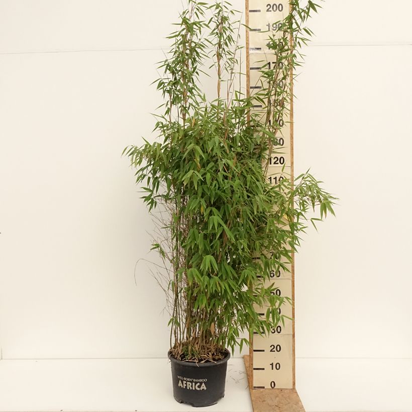 Example of Fargesia murielae Ivory Ibis - Bambus Topf mit 7,5L/10L as you get in ete