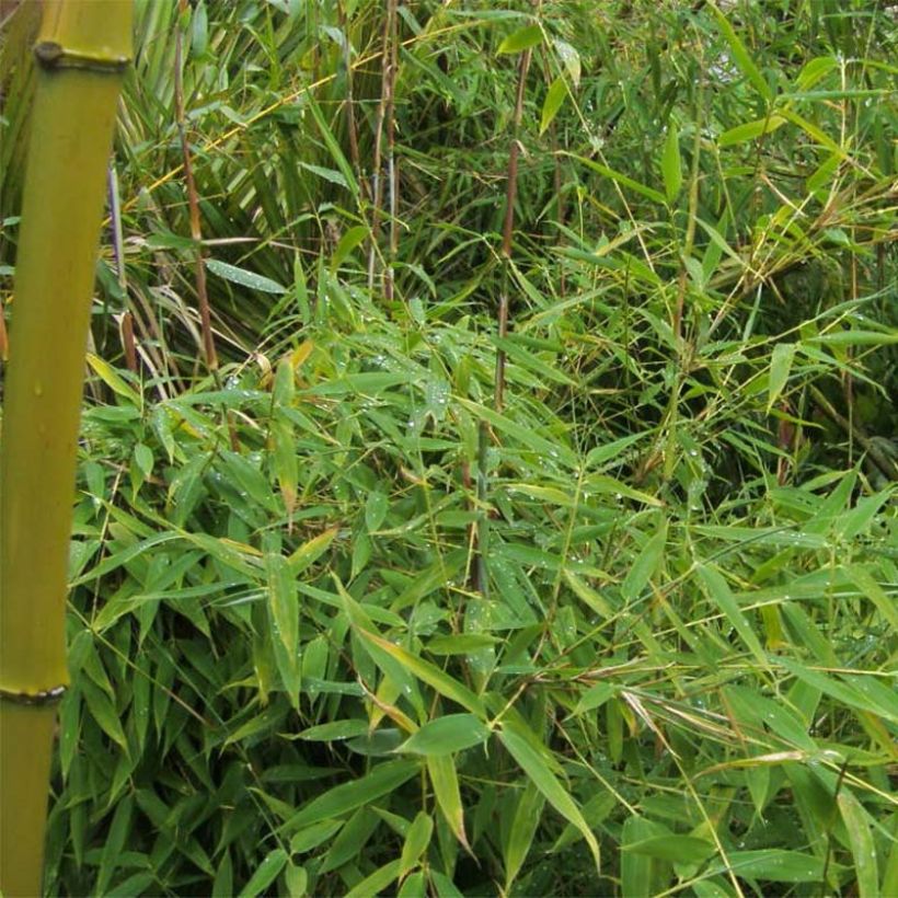 Fargesia murielae Simba - Bambus (Foliage)