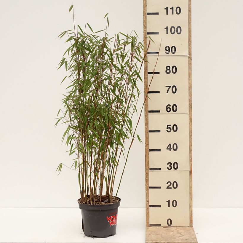 Example of Fargesia murielae Violet Woods - Bambus Topf mit 4L/5L as you get in hiver