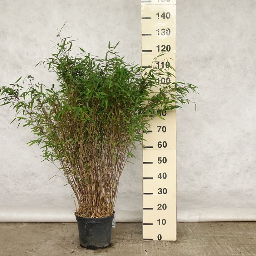 Example of Fargesia nitida Gansu - Bambus Topf mit 7,5L/10L as you get in ete