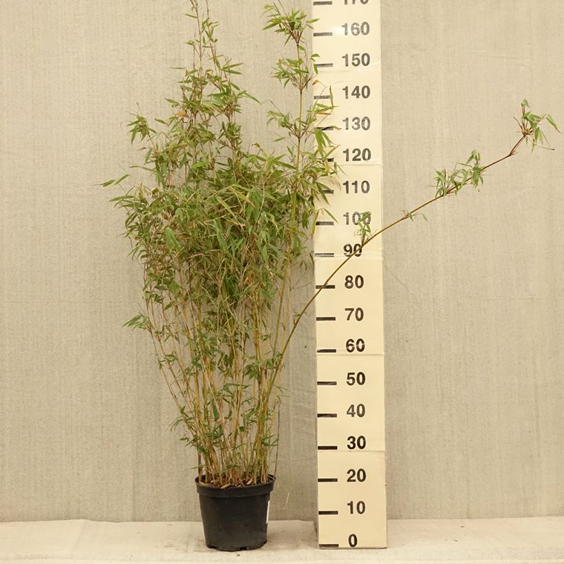 Exemplar von Fargesia Obelisk - Bambus Topf mit 7,5L/10L wie im Sommer geliefert