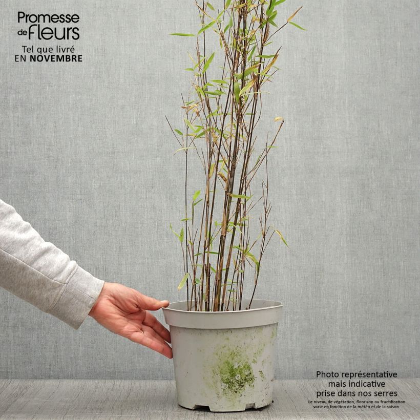 Example of Fargesia nitida Trifina Black - Bambus Topf mit 4L/5L as you get in automne