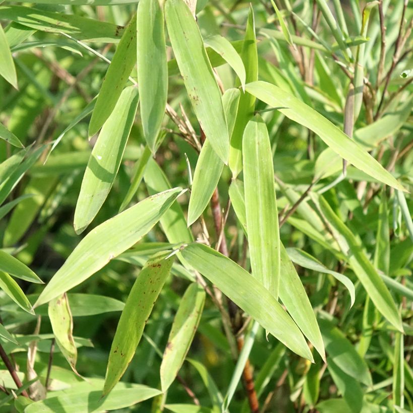 Fargesia nitida Trifina Black - Bambus (Foliage)