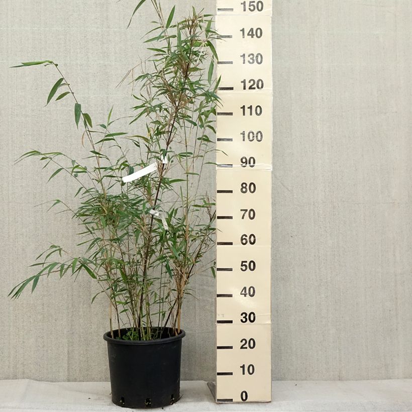 Example of Fargesia papyrifera Blue Dragon - Bambus Topf mit 12L/15L as you get in automne