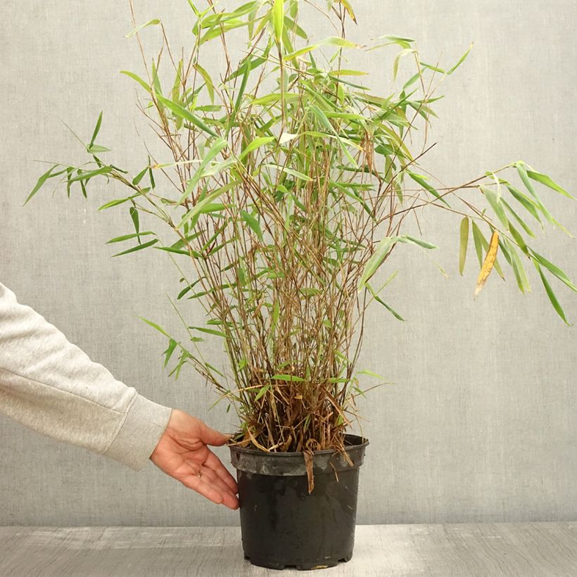 Example of Fargesia papyrifera Blue Dragon - Bambus Topf mit 4L/5L as you get in automne