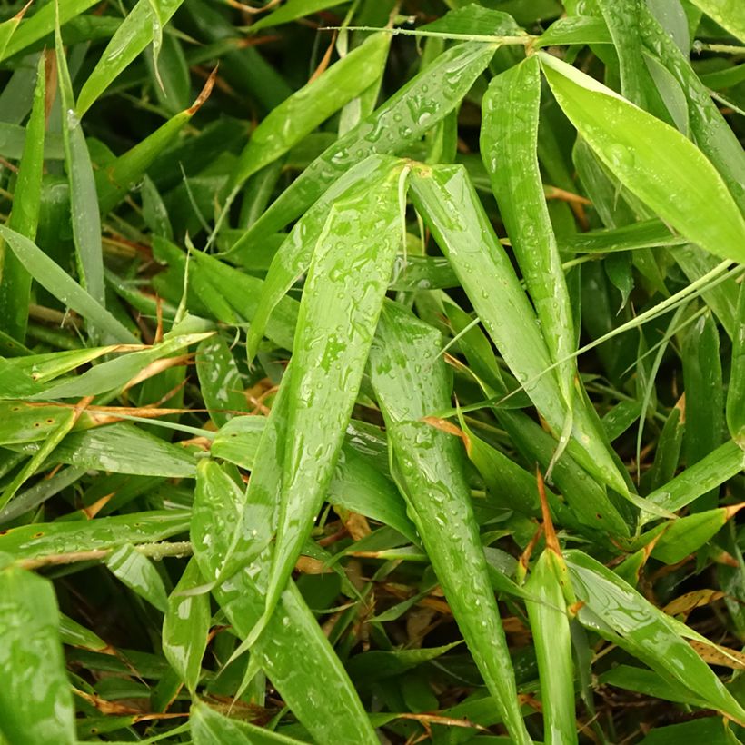 Fargesia robusta Formidable - Bambus (Foliage)