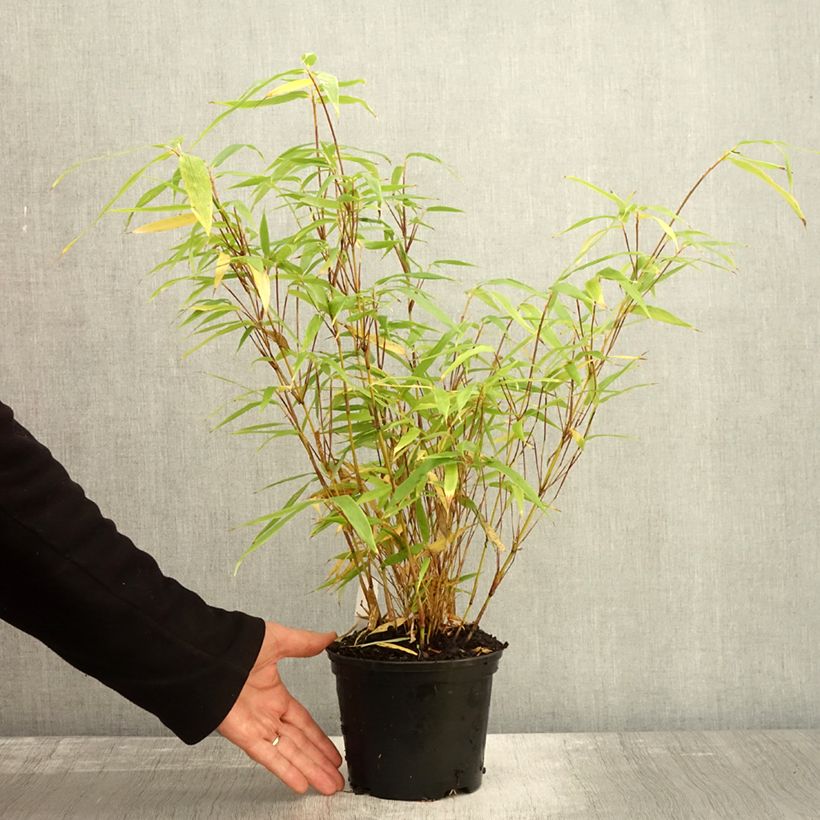 Example of Fargesia robusta Formidable - Bambus Topf mit 1,5L/2L as you get in automne