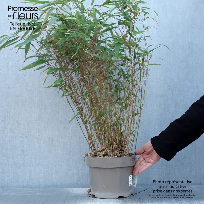 Exemplar von Fargesia robusta Formidable - Bambus Topf mit 4L/5L wie im Winter geliefert