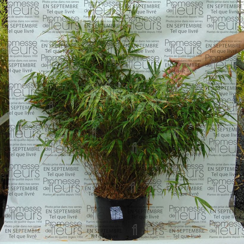Fargesia robusta Wenchuan - Bambus (Plant habit)