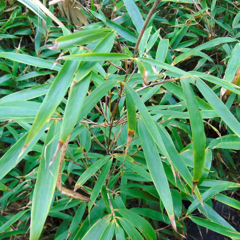 Fargesia robusta Wenchuan - Bambus (Foliage)