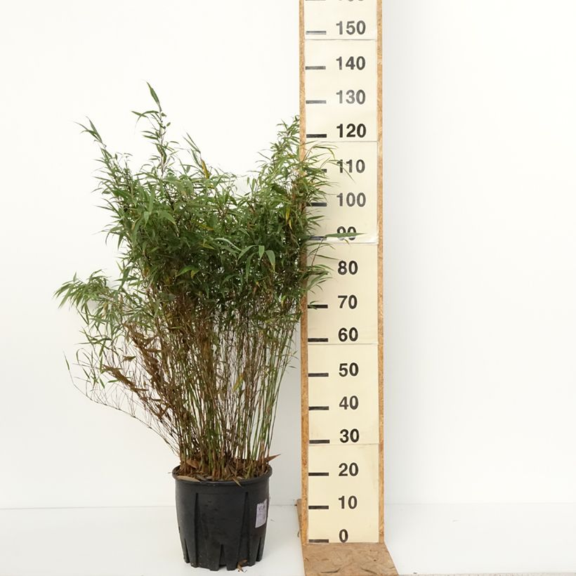 Exemplar von Fargesia robusta Wenchuan - Bambus Topf mit 12L/15L wie im Herbst geliefert