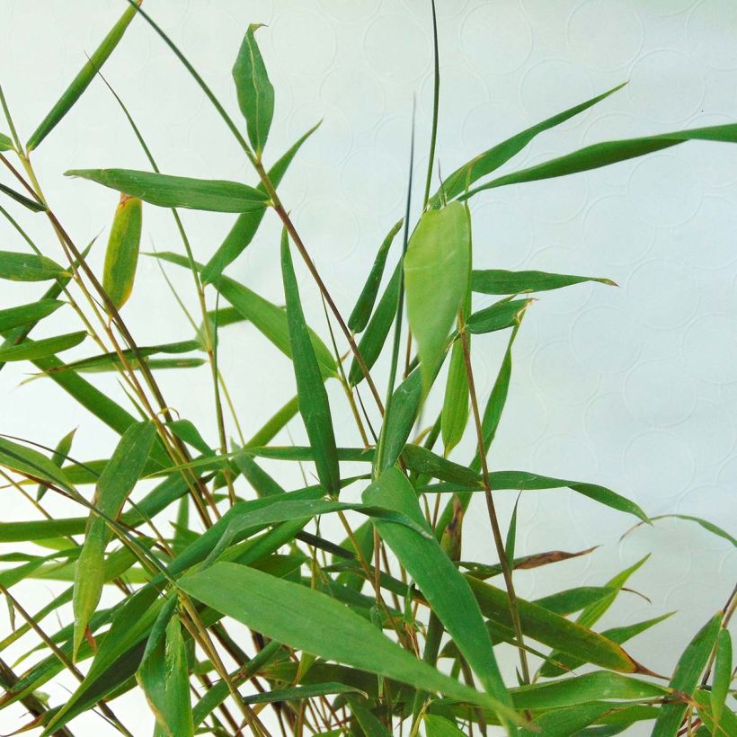 Fargesia scabrida Asian wonder - Bambus (Foliage)