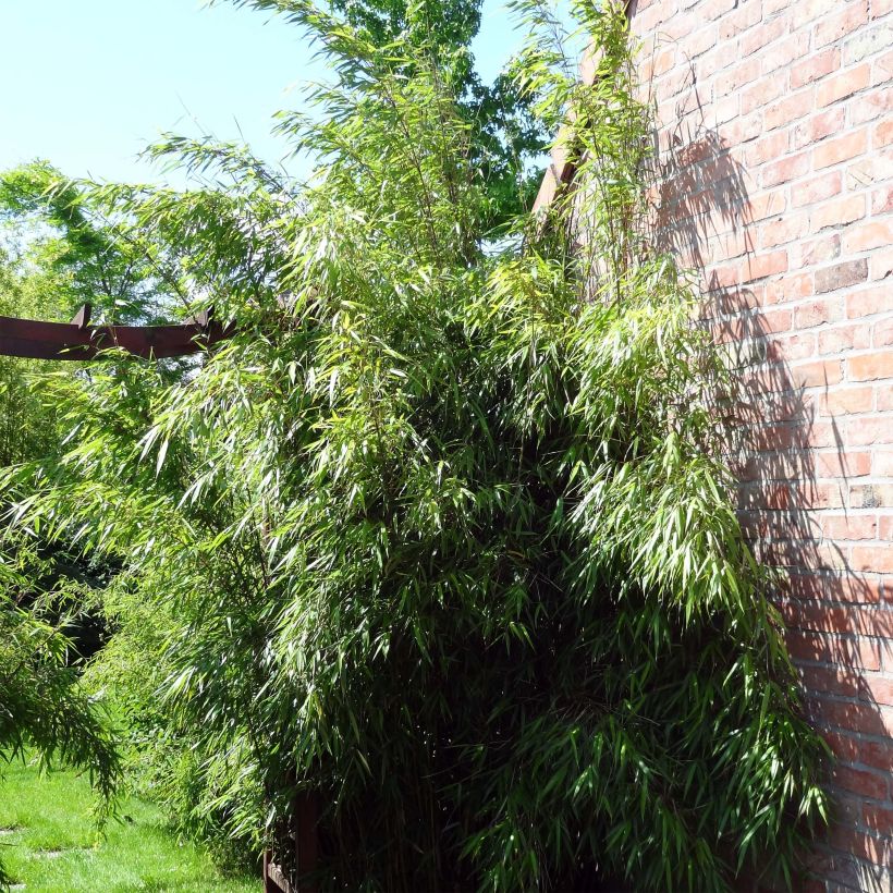 Fargesia scabrida Asian wonder - Bambus (Plant habit)