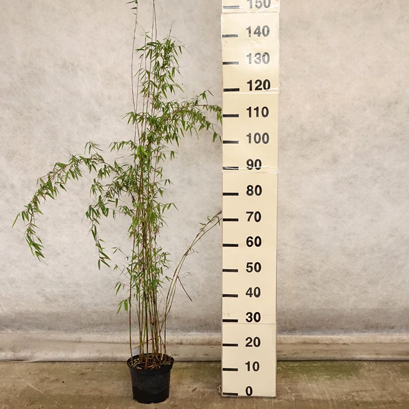Example of Fargesia sp Jiuzhaigou Deep Purple - Bambus Topf mit 2L/3L as you get in automne