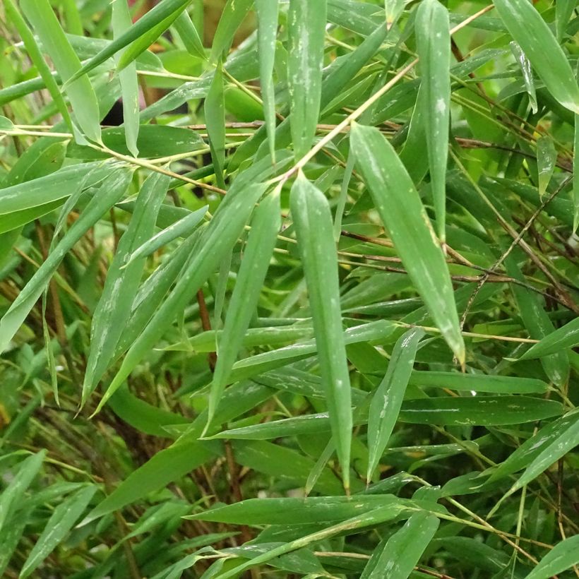 Fargesia Taibashan 2 - Bambus (Foliage)