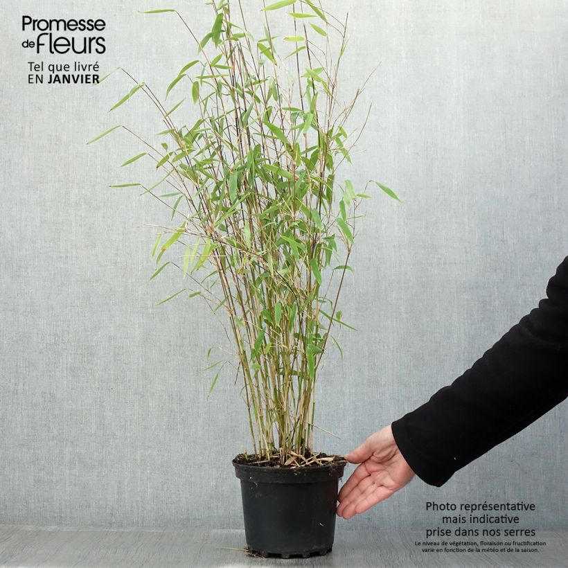 Exemplar von Fargesia Winter Joy - Bambus Topf mit 2L/3L wie im Winter geliefert