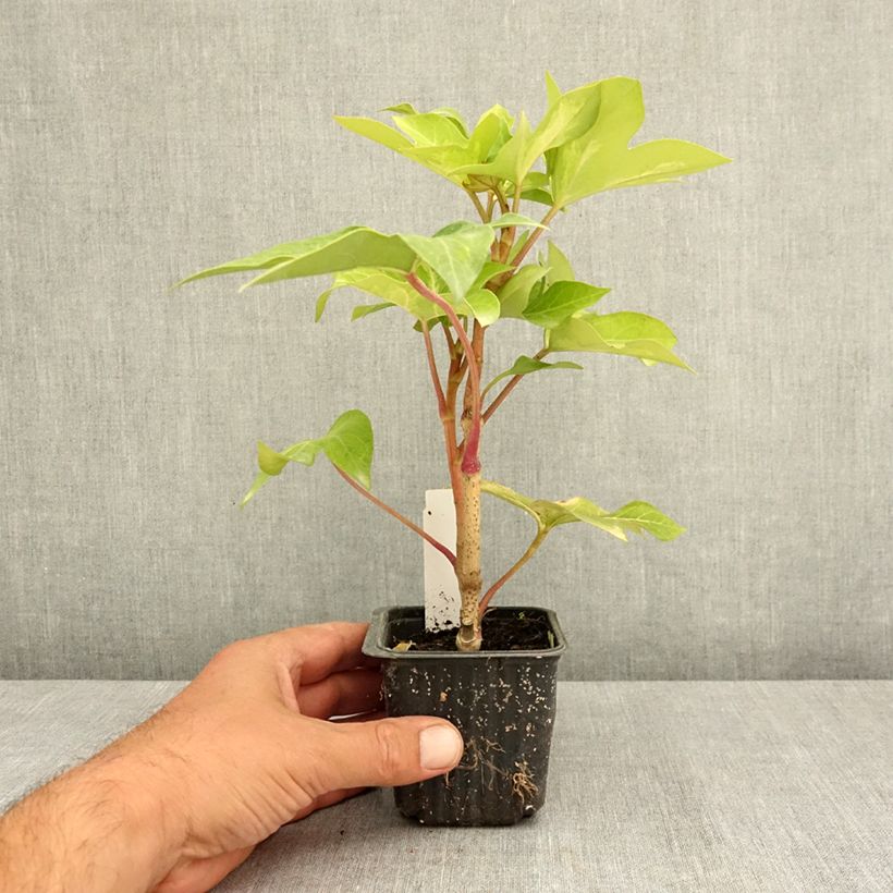 Exemplar von Fatshedera lizei Annemieke - Efeuaralie Kleine Töpfe von 8/9 cm wie im Sommer geliefert
