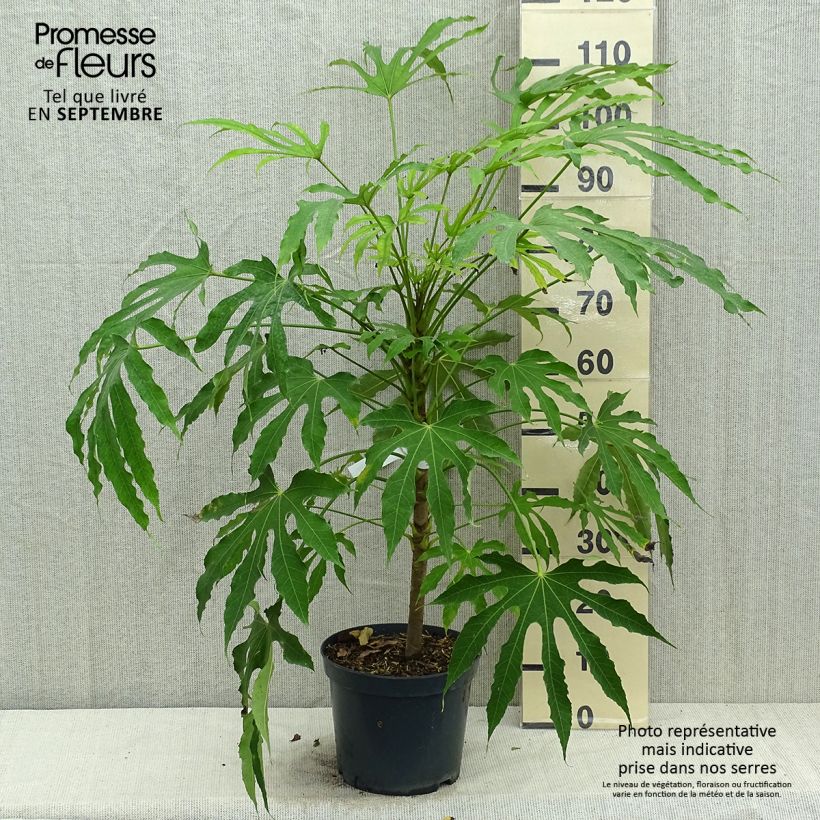 Example of Fatsia polycarpa Green Fingers - Taiwan-Aralie Topf mit 6L/7L as you get in automne