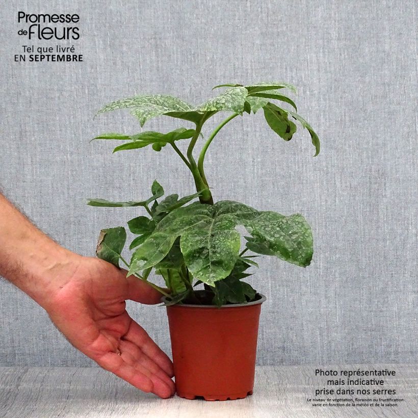 Example of Fatsia japonica - Zimmeraralie Kleine Töpfe von 8/9 cm as you get in automne