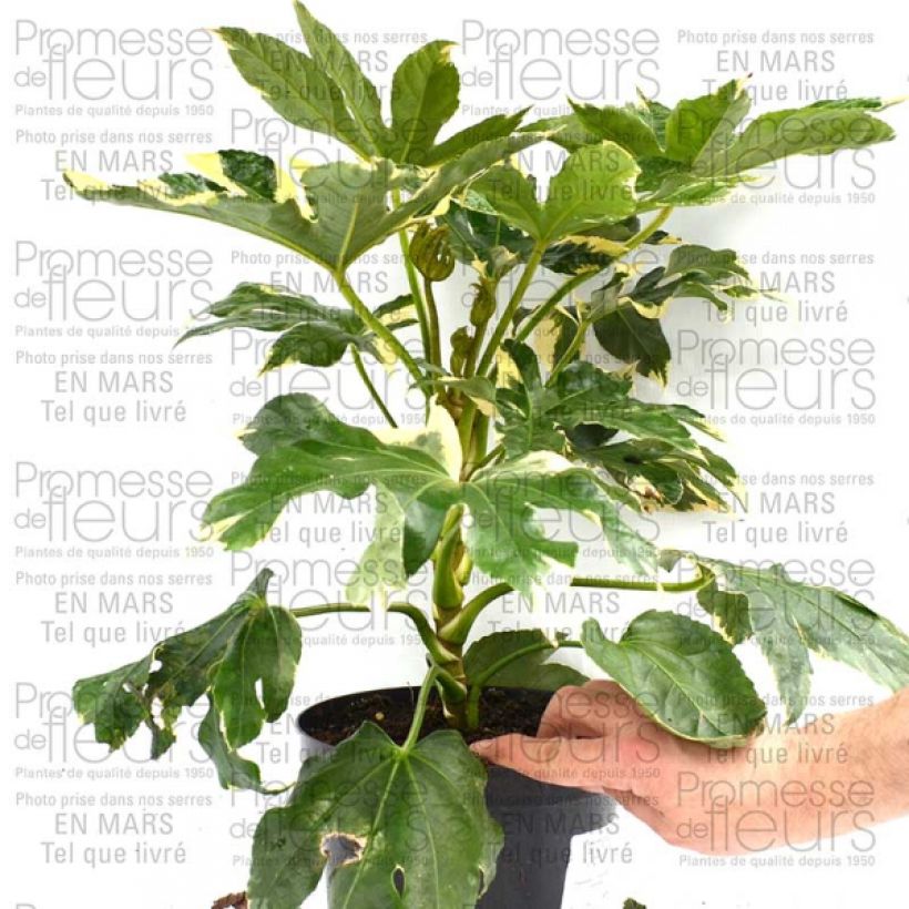 Beispiel eines Exemplars von Fatsia japonica Variegata - Zimmeraralie Topf mit 3L/4L wie geliefert