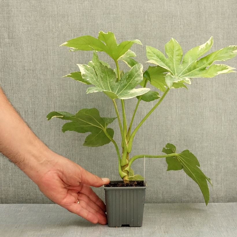Exemplar von Fatsia japonica Variegata - Zimmeraralie Kleine Töpfe von 8/9 cm wie im Sommer geliefert