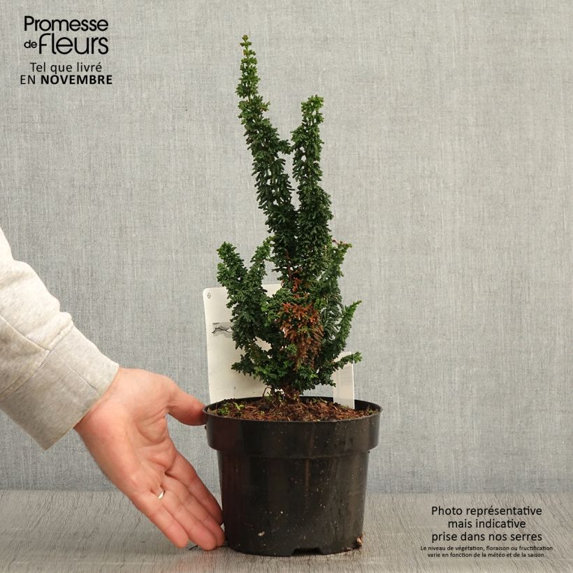 Example of Chamaecyparis obtusa Chirimen Topf mit 2L/3L as you get in automne
