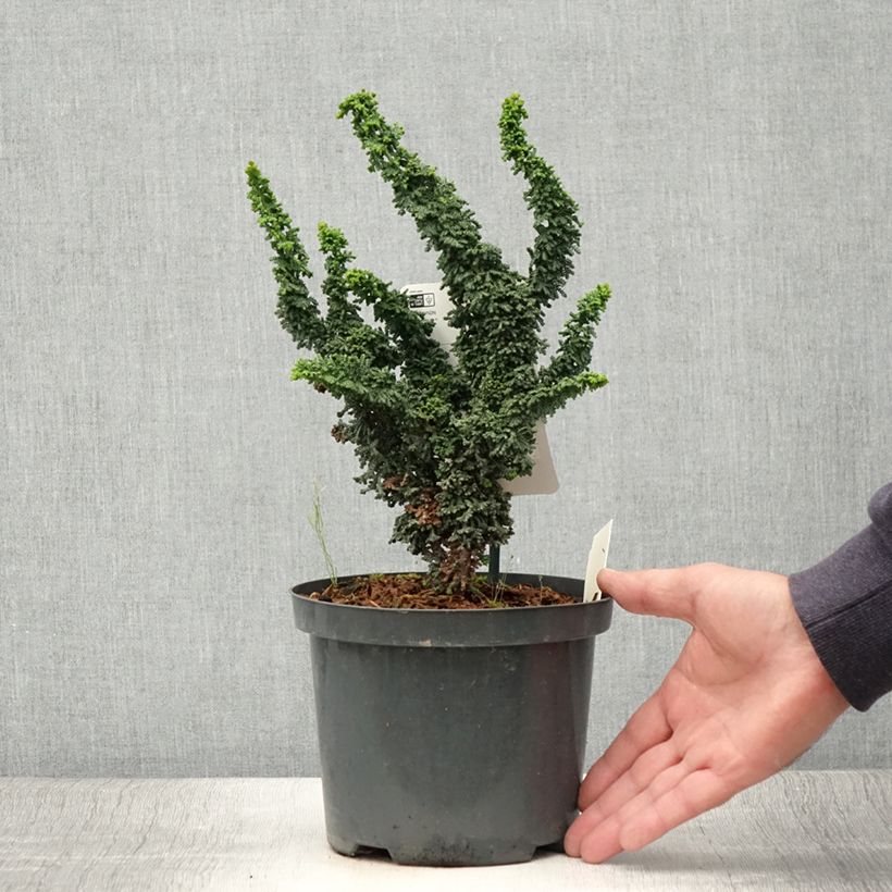 Exemplar von Chamaecyparis obtusa Chirimen Topf mit 2L/3L wie im Sommer geliefert