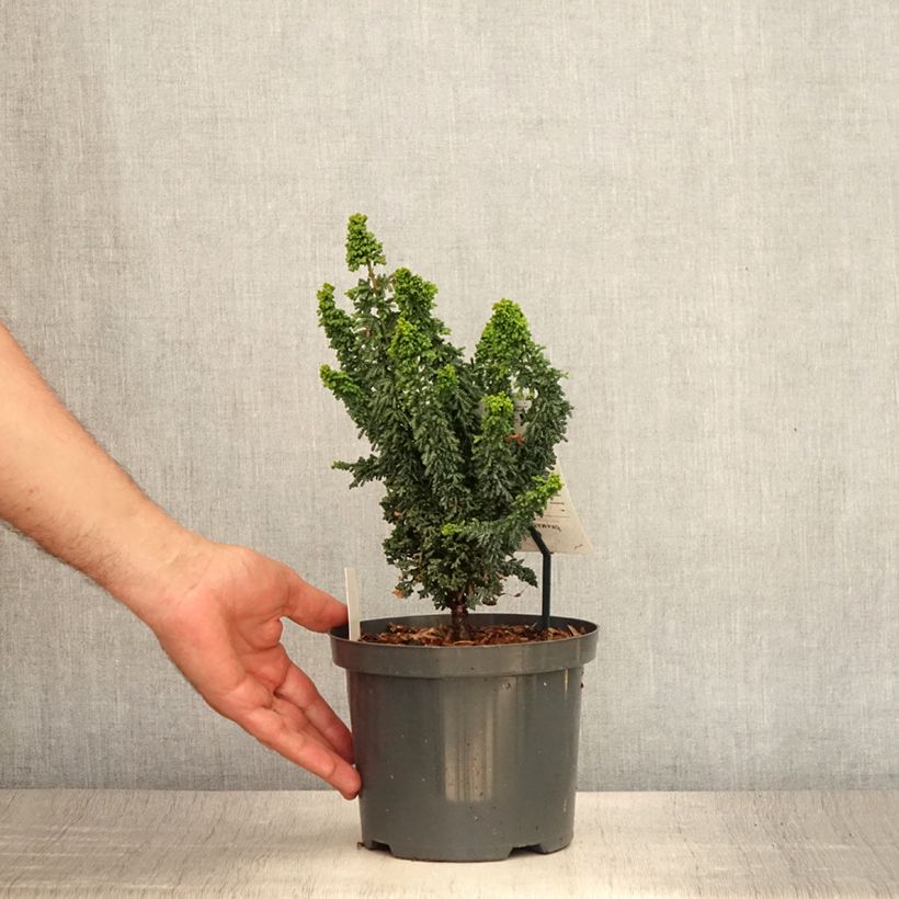 Example of Chamaecyparis obtusa Juniperoides Topf mit 2L/3L as you get in ete