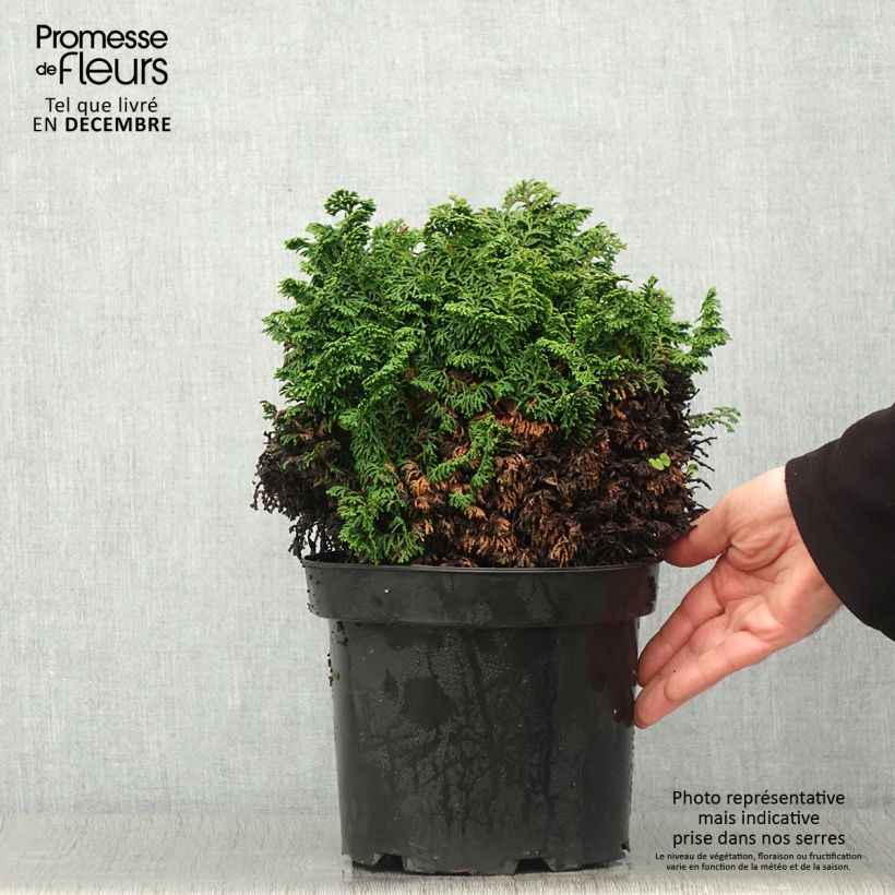 Example of Chamaecyparis obtusa Kosteri Topf mit 4L/5L as you get in automne