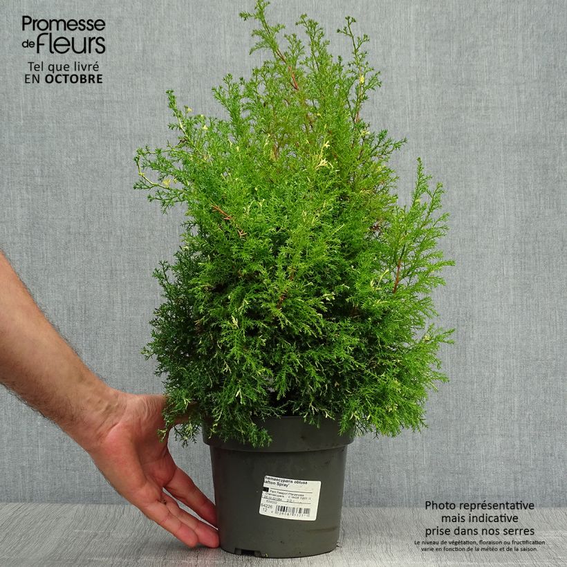 Example of Chamaecyparis obtusa Saffron Spray Topf mit 2L/3L as you get in automne