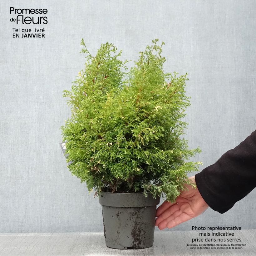 Exemplar von Chamaecyparis obtusa Saffron Spray Topf mit 2L/3L wie im Winter geliefert