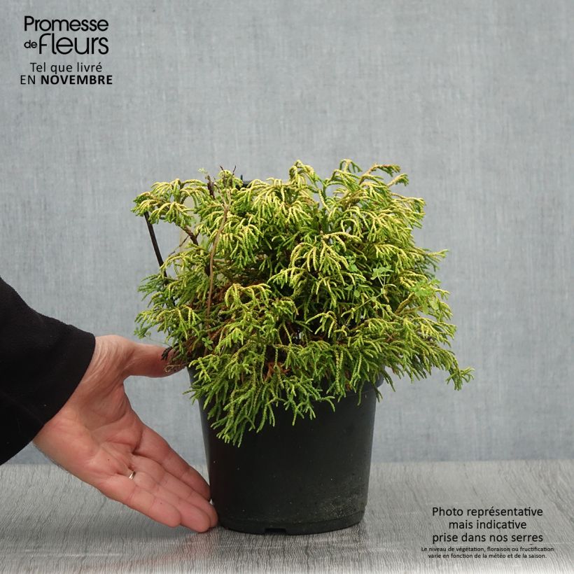 Example of Chamaecyparis obtusa Tsatsumi Gold Topf mit 2L/3L as you get in automne