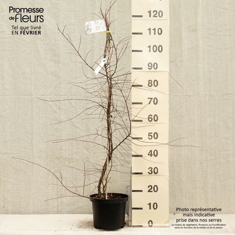 Example of Nothofagus antarctica - Scheinbuche Topf mit 4L/5L as you get in hiver