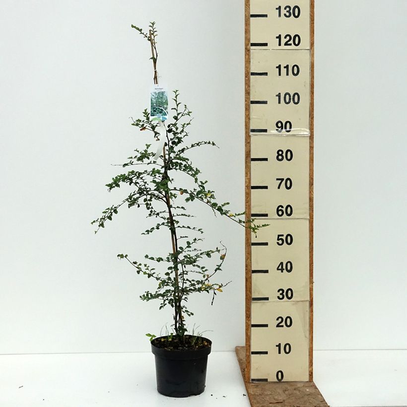 Exemplar von Nothofagus antarctica - Scheinbuche Topf mit 4L/5L wie im Sommer geliefert